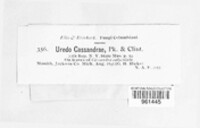 Uredo cassandrae image